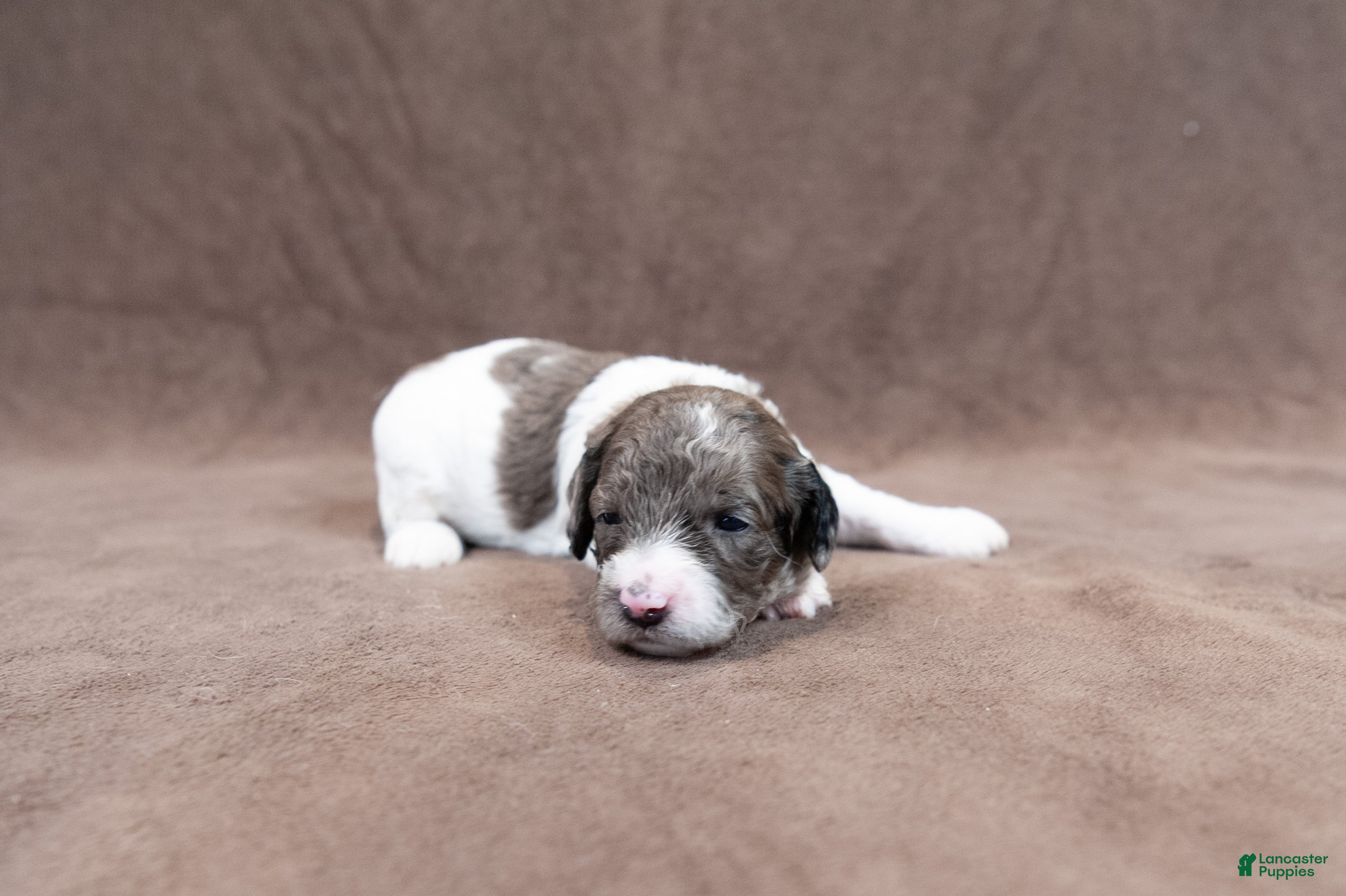 Goldendoodle dogs Yellow Churro - Ad 17