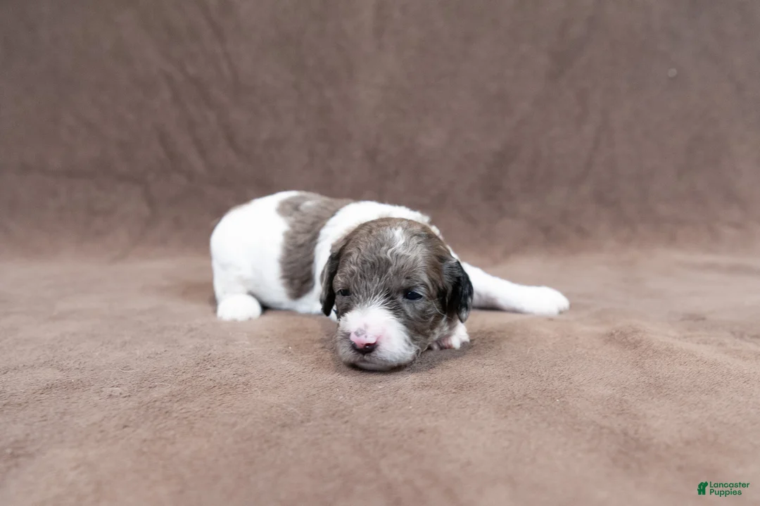 Goldendoodle dogs for sale: Yellow Churro - Ad 1
