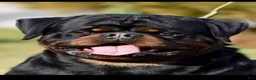 Rottweiler dogs for sale: Belize  - Ad 14