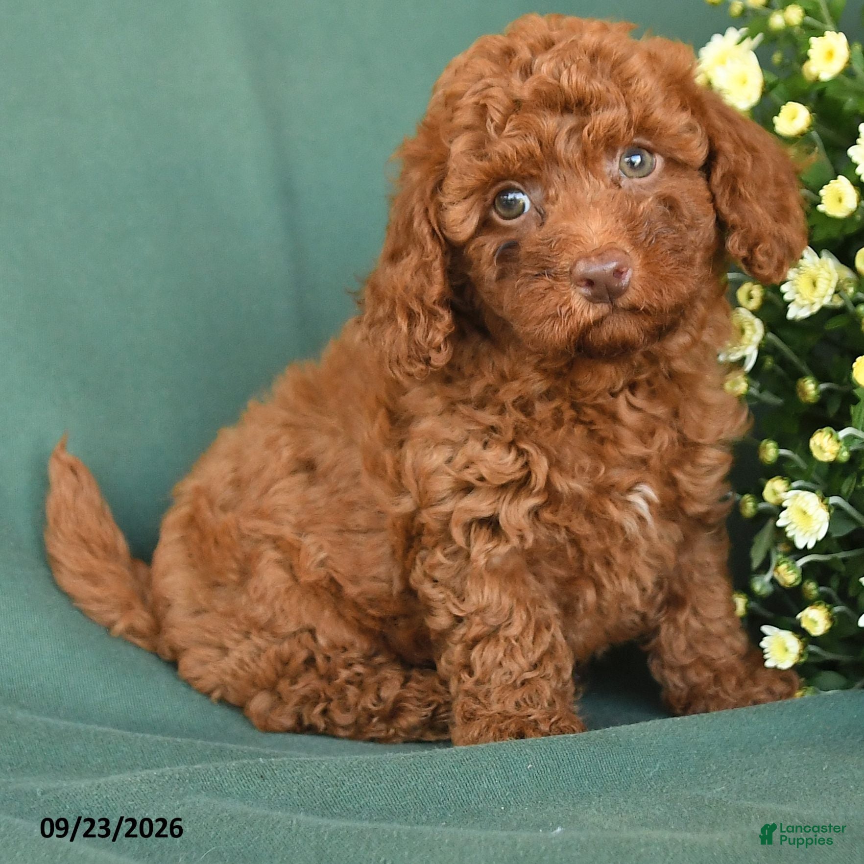 Toy Poodle dogs Micah - Ad 2