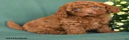 Toy Poodle dogs for sale: Micah - Ad 2