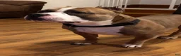 American Bully dogs for sale: American Bully orange - Ad 6