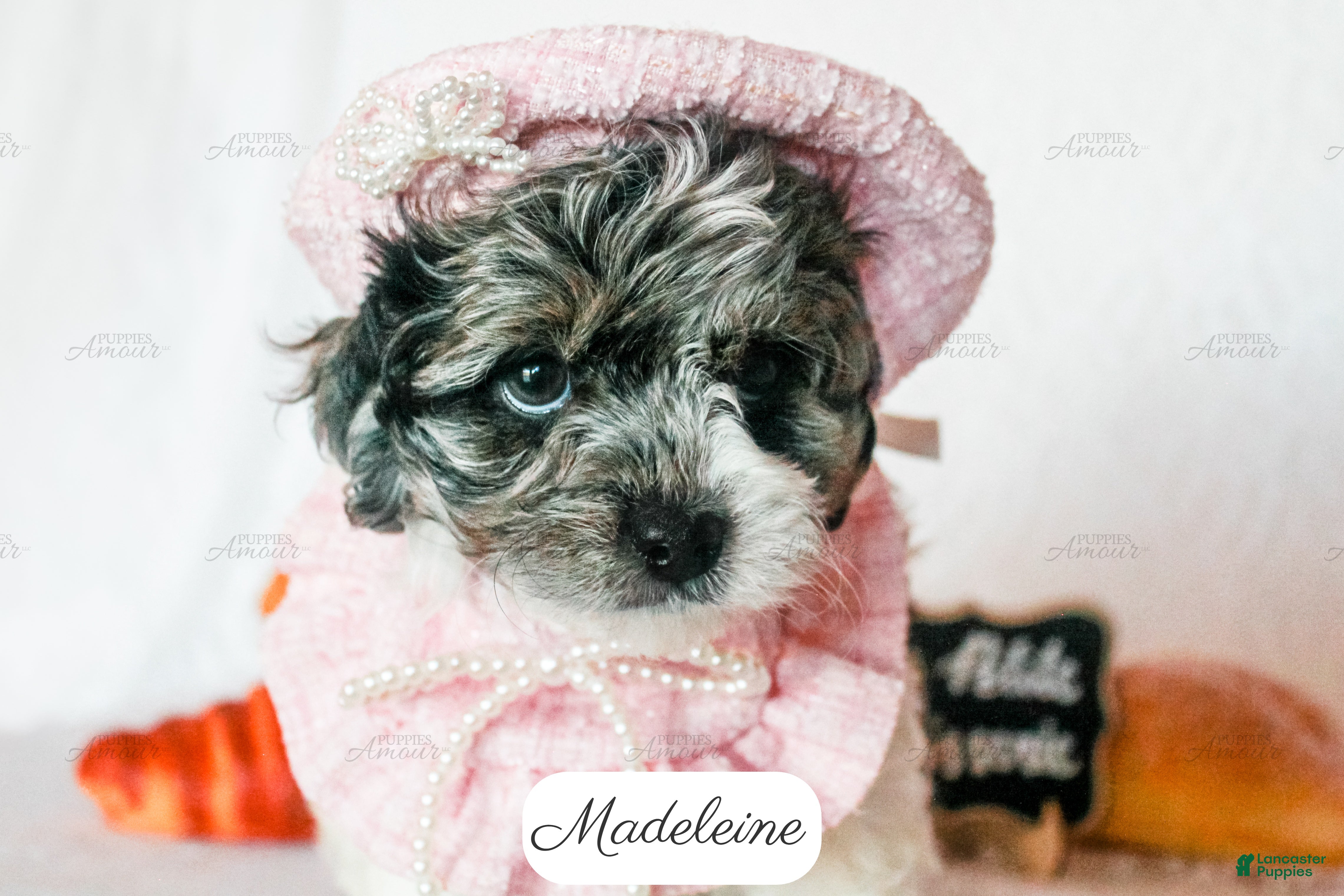 Cavapoo dogs Madeleine - Ad 2