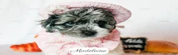 Cavapoo dogs for sale: Madeleine - Ad 2