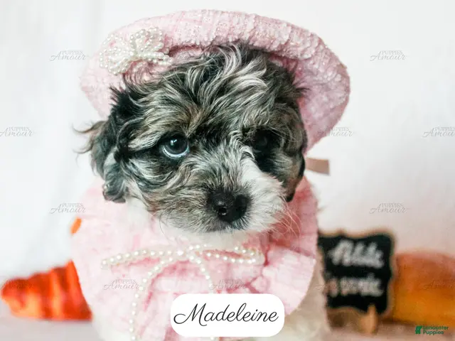 Cavapoo dogs for sale: Madeleine - Ad 2