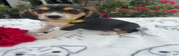 Beagle dogs for sale: Bella - Ad 2