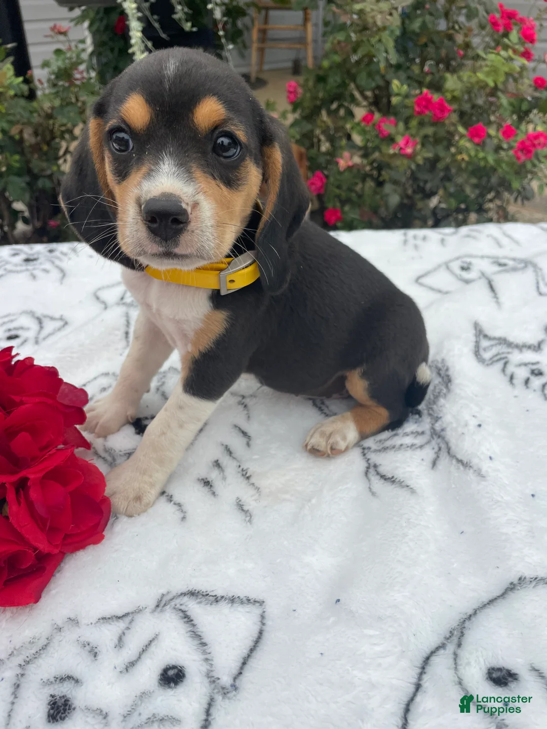 Beagle dogs for sale: Bella - Ad 2