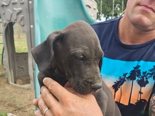 Great Dane dogs - Ad 26