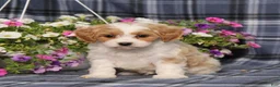 Cavapoo dogs for sale: BJ's Waldo - Ad 3