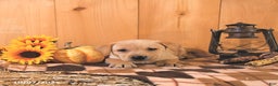 Labrador Retriever dogs for sale: Sunshine - Ad 10