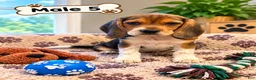 Beagle dogs for sale: Flash - Ad 1