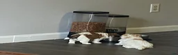 Teddy Bear dogs for sale: Teddy Bear 2 - Ad 3