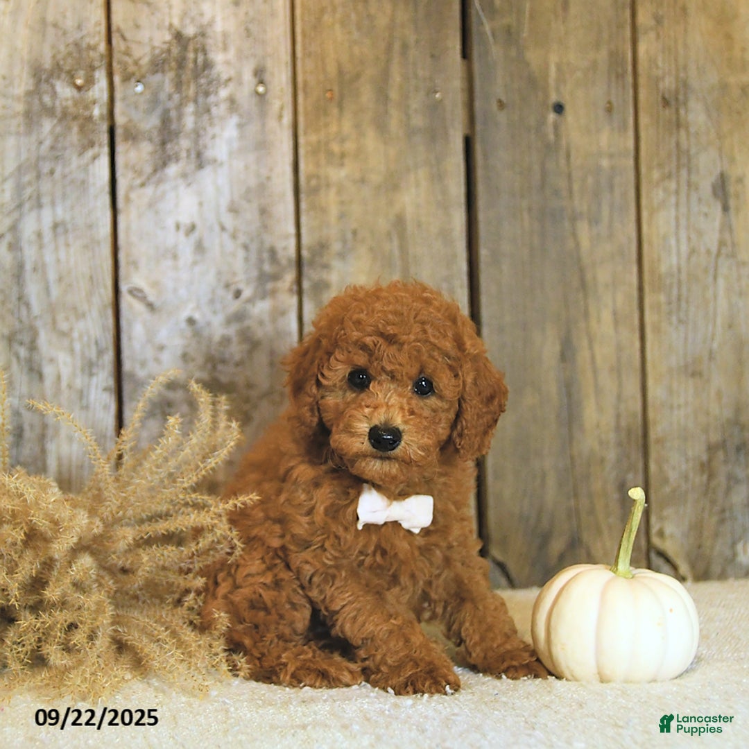 Toy Poodle dogs for sale: Robbi GENETIC TESTED - Ad 2