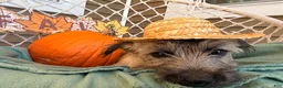 Cairn Terrier dogs for sale:  Elliot  - Ad 5