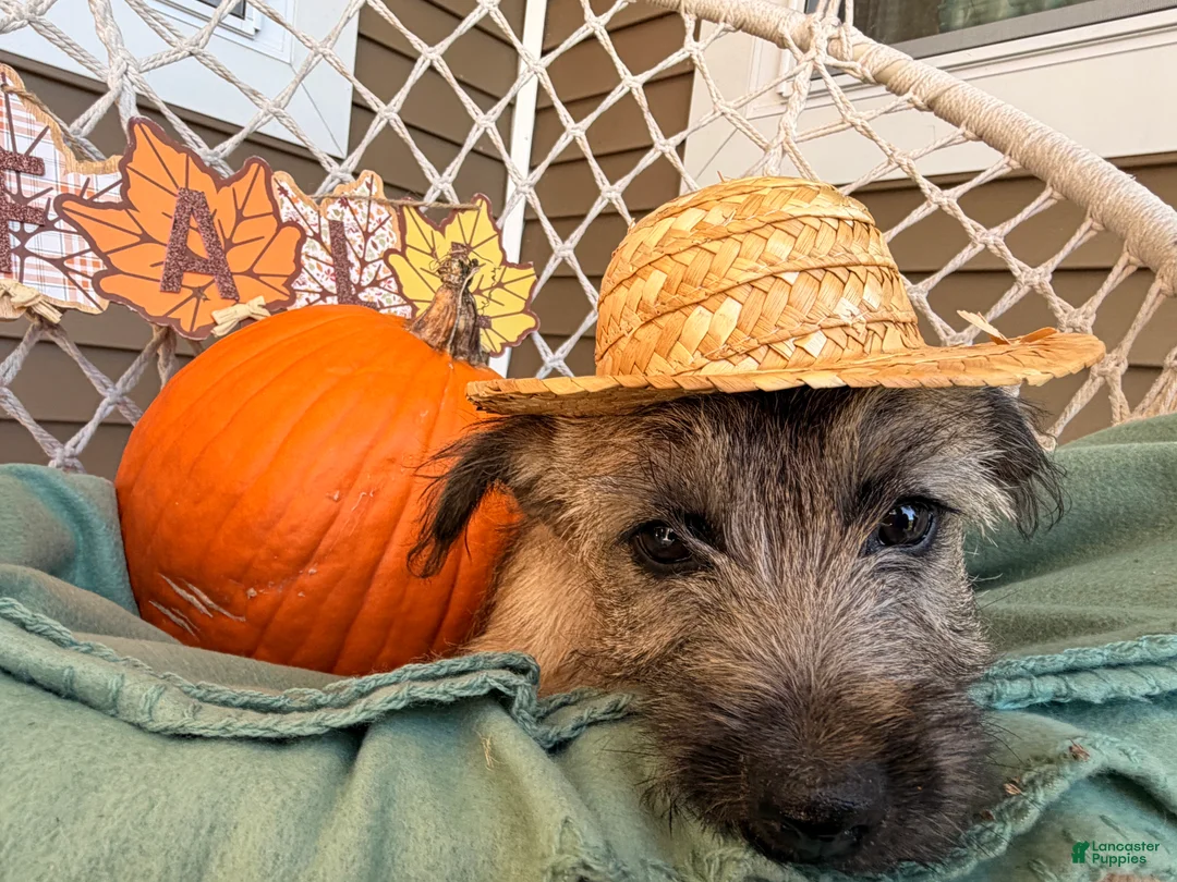 Cairn Terrier dogs for sale:  Elliot  - Ad 5
