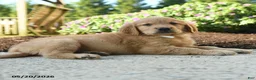 Golden Retriever dogs for sale: Hunter - Ad 4