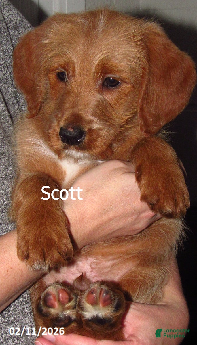 Labradoodle dogs Scott - Ad 2
