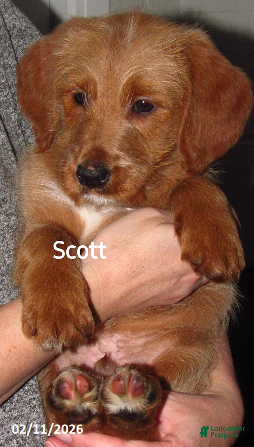 Labradoodle dogs for sale: Scott - Ad 2