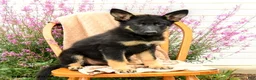German Shepherd dogs for sale: Truffle  - Ad 5