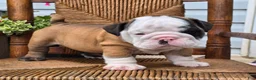 English Bulldog dogs for sale: Bandit - Ad 3