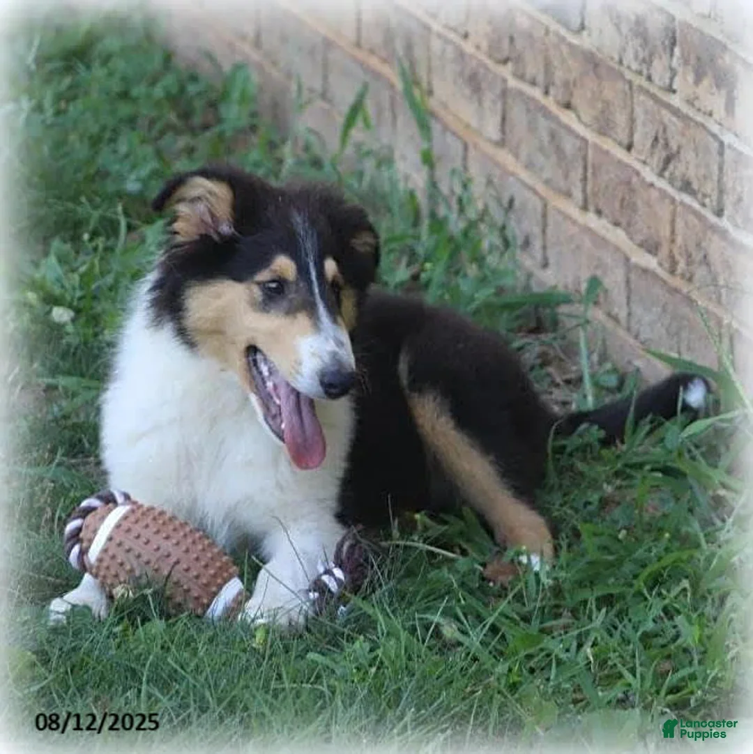 Gallery Image {{count}}