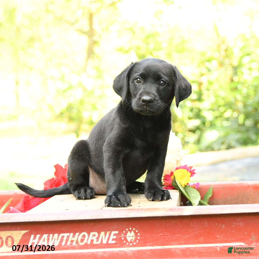 Labrador Retriever dogs Bluebell - Ad 2