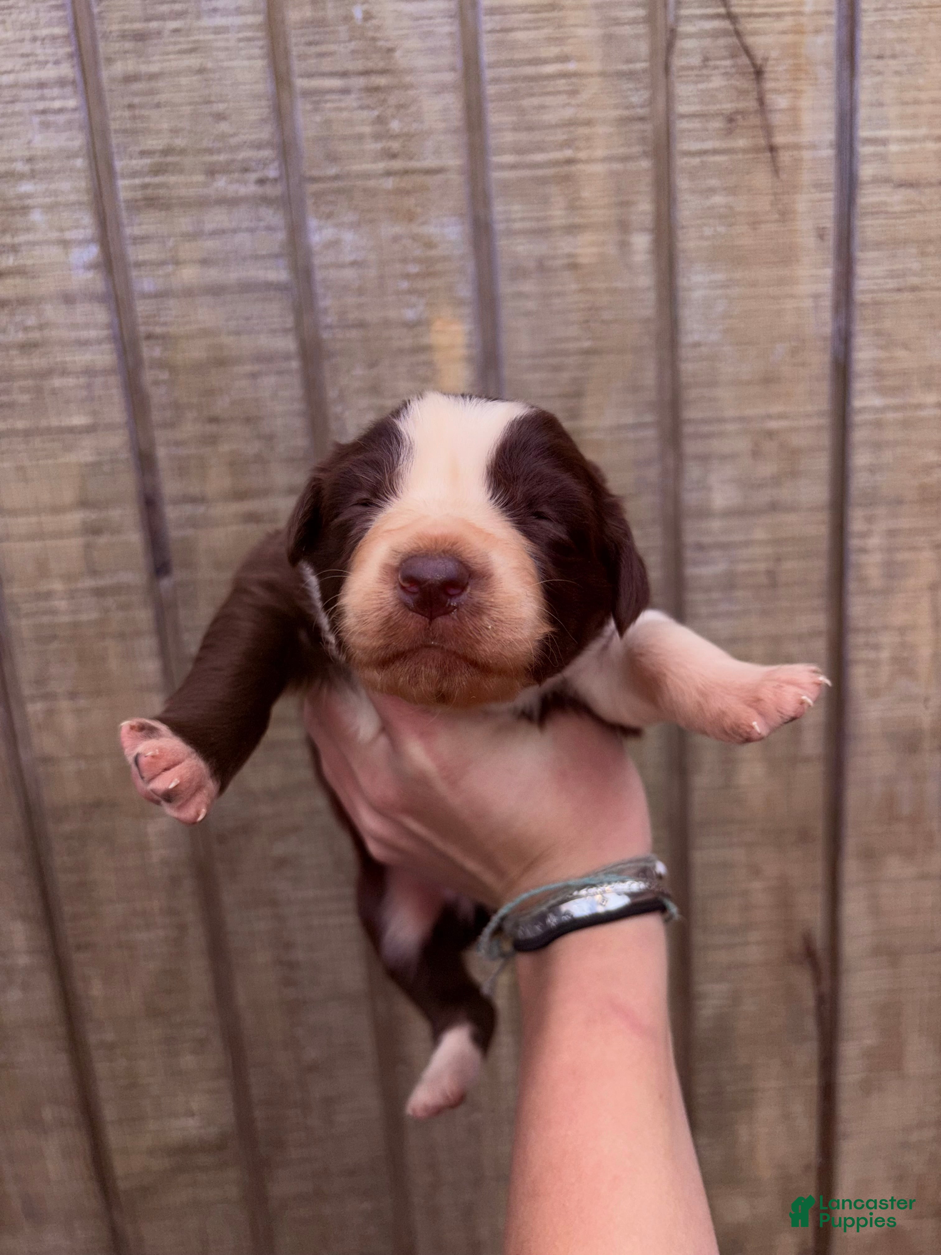 Australian Shepherd dogs Australian Shepherd Puppy 9 - Ad 23