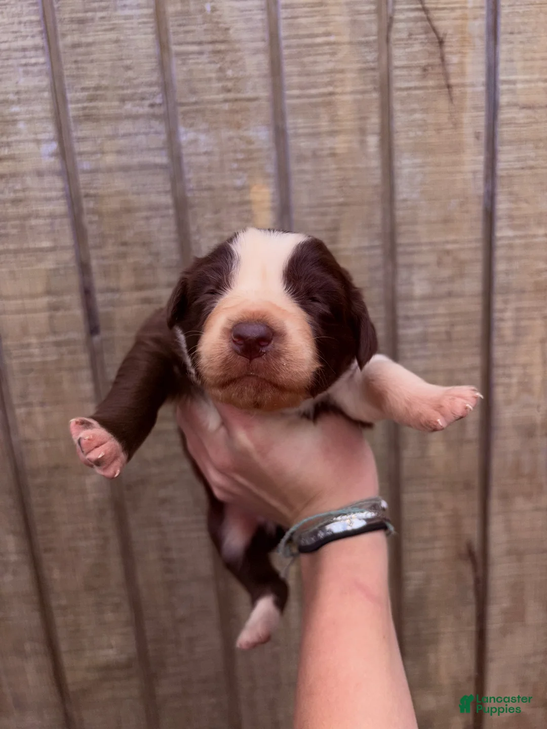 Australian Shepherd dogs for sale: Australian Shepherd Puppy 9 - Ad 1