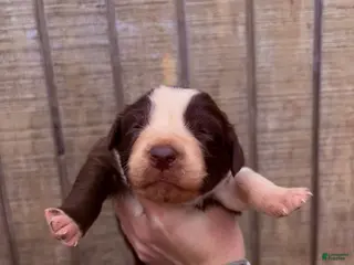 Australian Shepherd dogs Australian Shepherd Puppy 9 - Ad 23