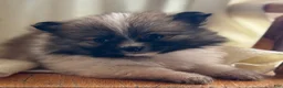 Pomeranian dogs for sale: Kalissa - Ad 4