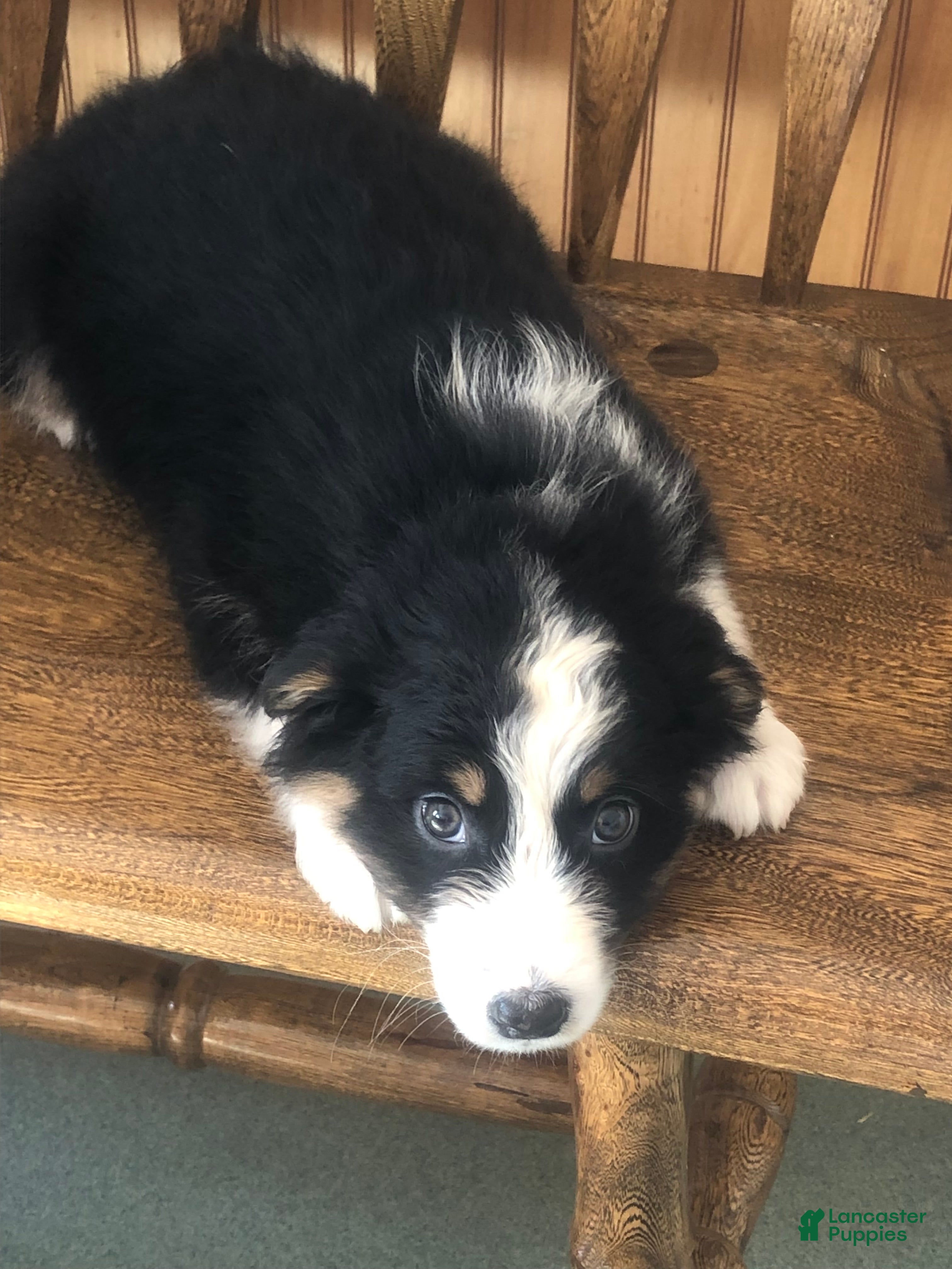 Australian Shepherd dogs Ruby  - Ad 1