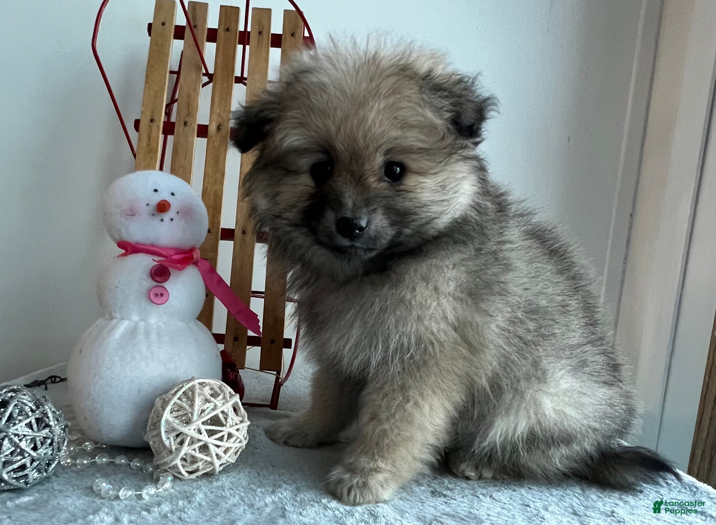 Pomeranian dogs Smoky  - Ad 2