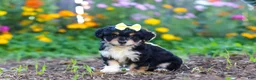 Mixed Breed dogs for sale: Pumpkin - Ad 4