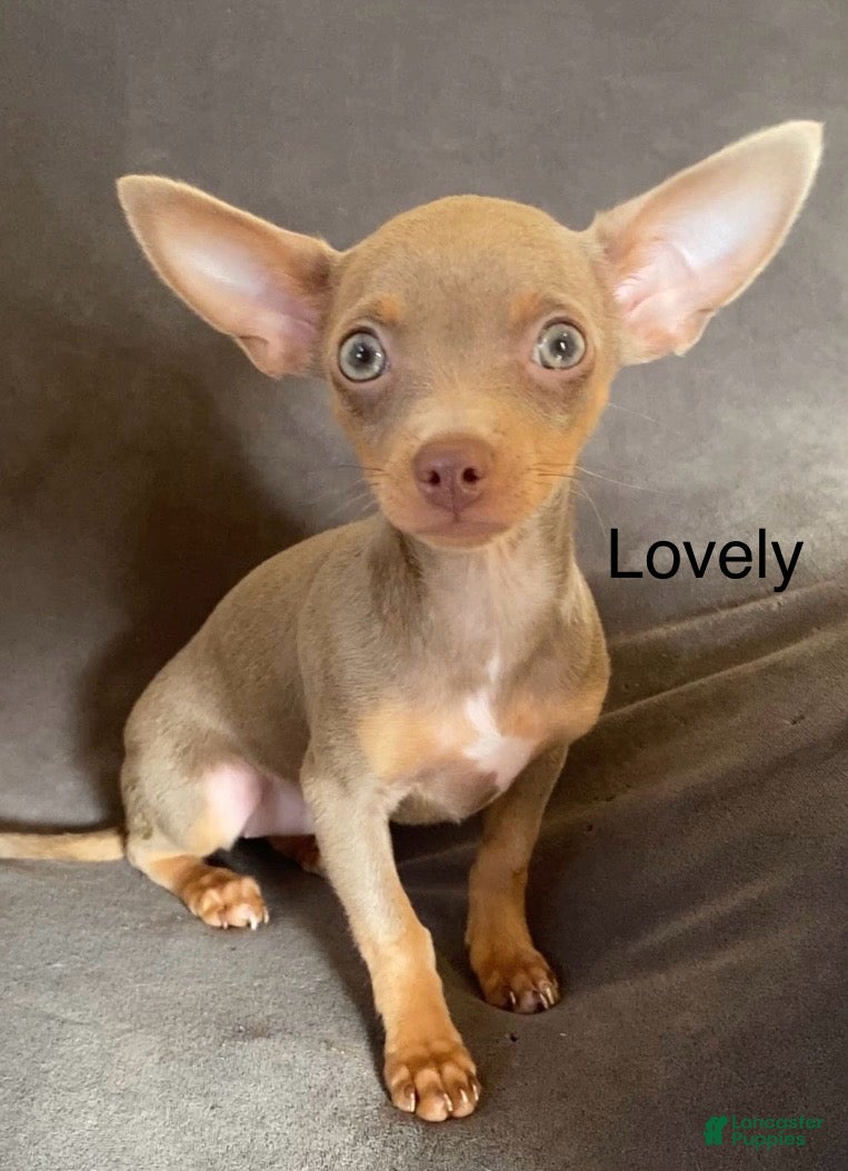 Chihuahua dogs Lovely  - Ad 10