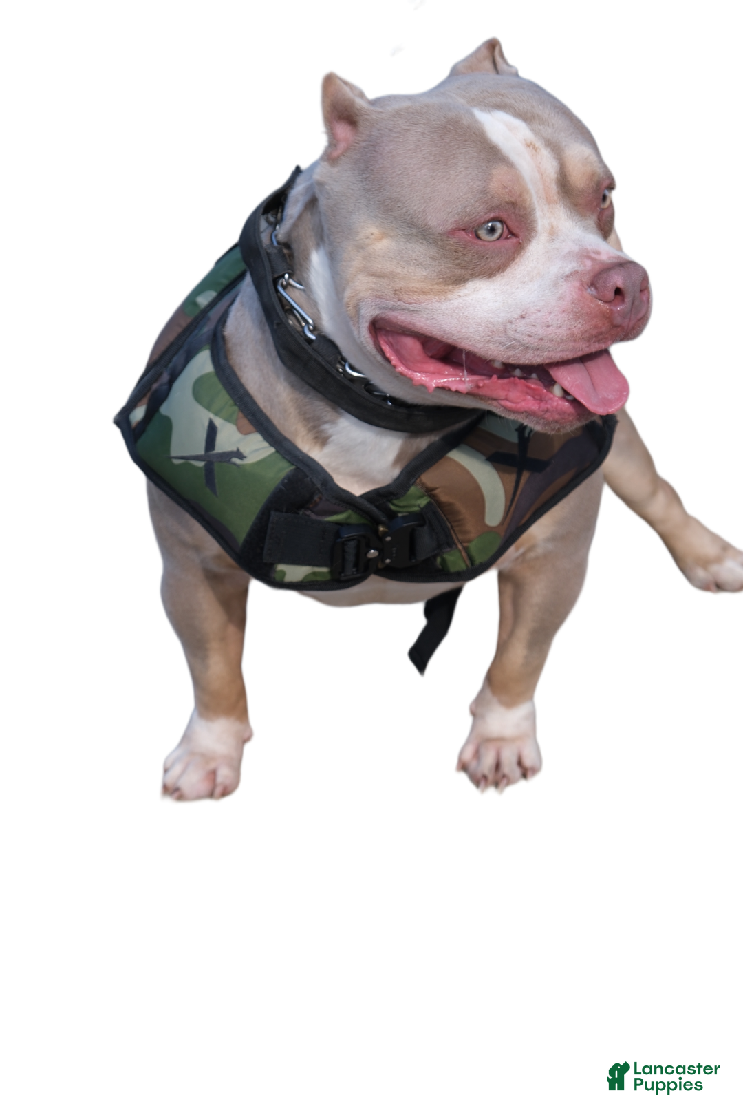 American Bully dogs for sale: Linda - Ad 8