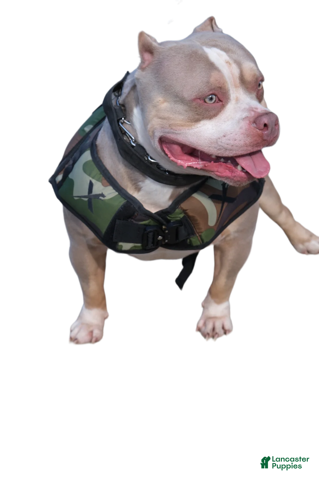 American Bully dogs for sale: Juno - Ad 12