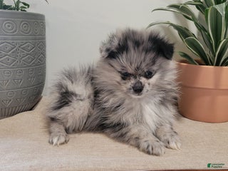 Pomeranian dogs Colden (Merle) - Ad 32