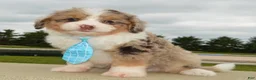 Mini Aussiedoodle dogs for sale: Mini Asher - Ad 7