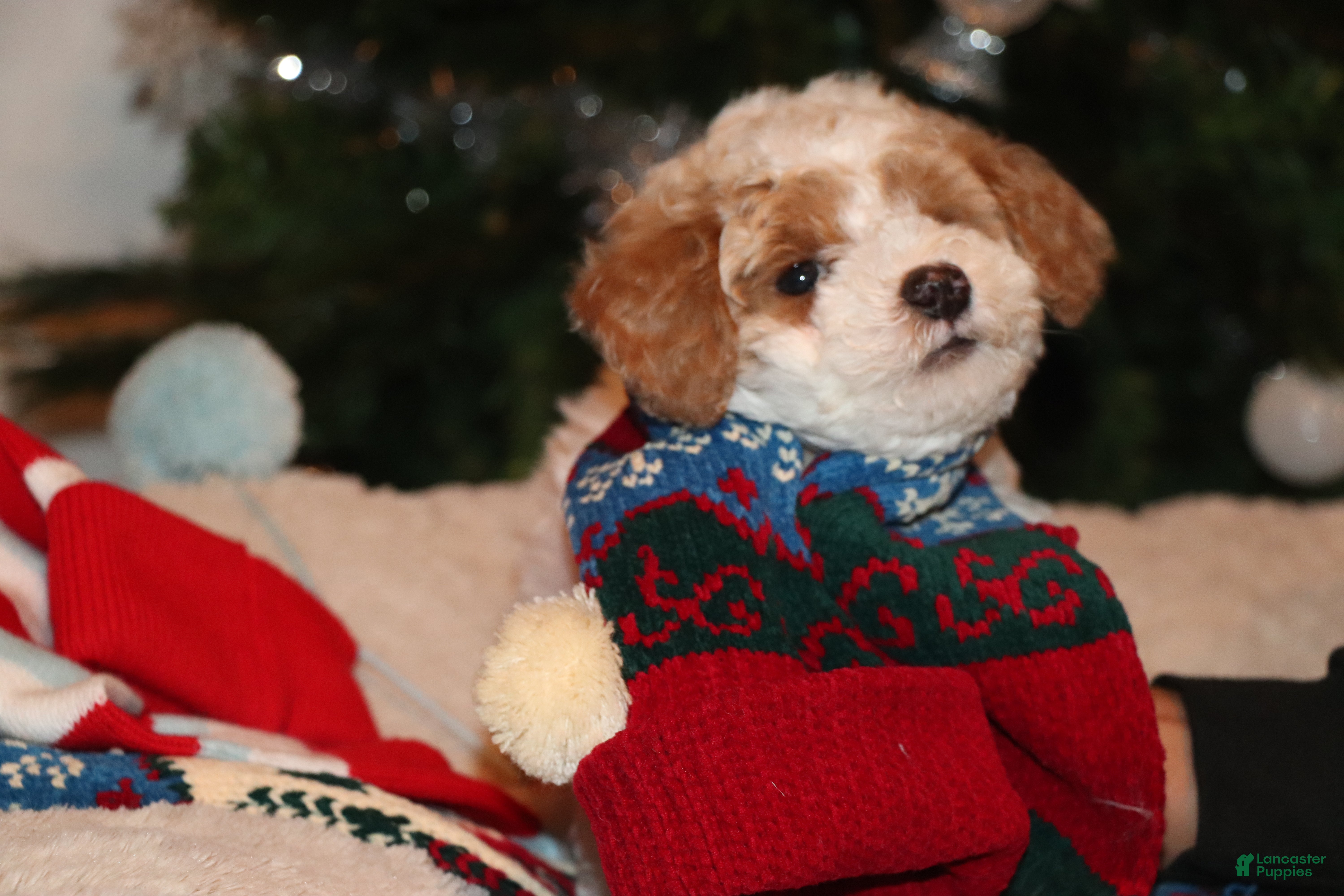 Mixed Breed dogs PJ - Ad 2