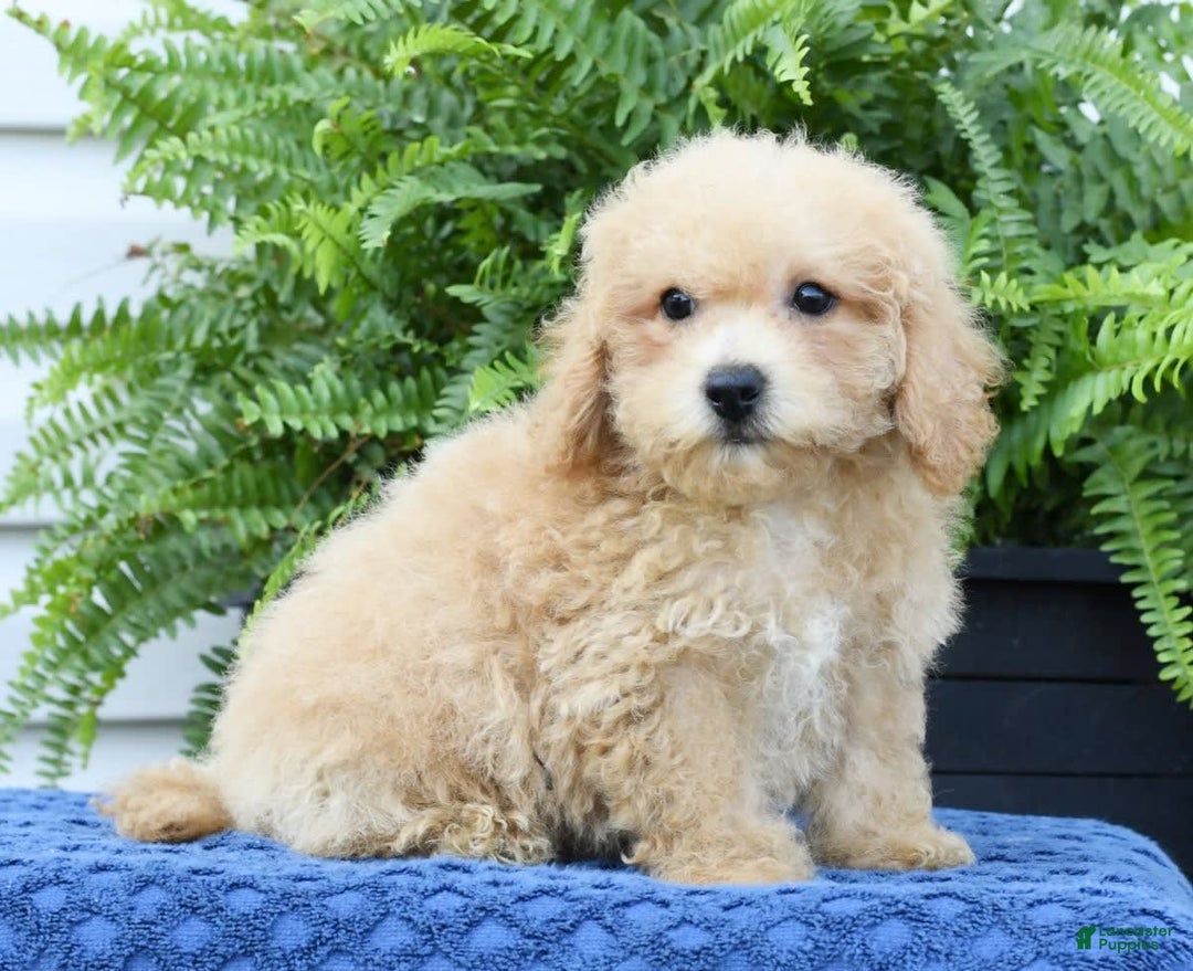 Bichpoo dogs for sale: Doogie - Ad 5