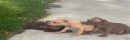 American Pit Bull Terrier dogs for sale: American Pit Bull Terrier Chocolate Red Nose Tri Color 2 - Ad 6