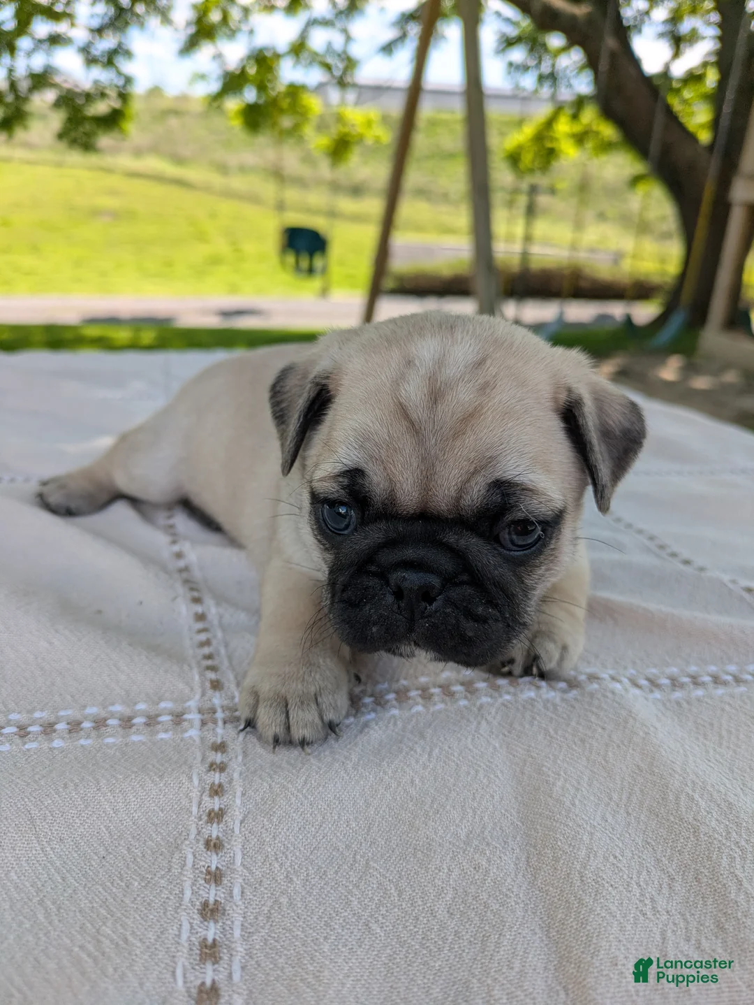 Pug dogs for sale: Laker - Ad 2