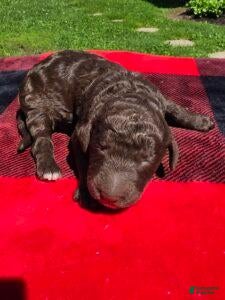 Standard Poodle dogs Denver - Ad 1