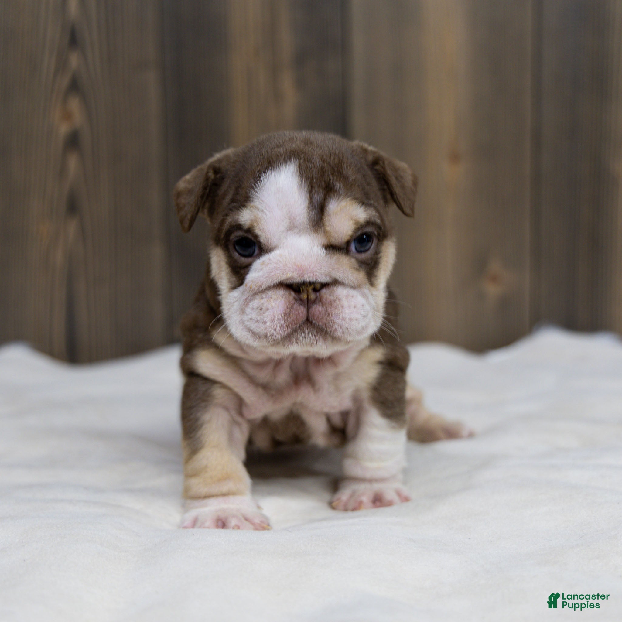 English Bulldog dogs Truffle Bay English Bulldog Puppy  - Ad 2