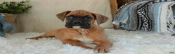 Boxer dogs for sale: Cleo - Ad 9