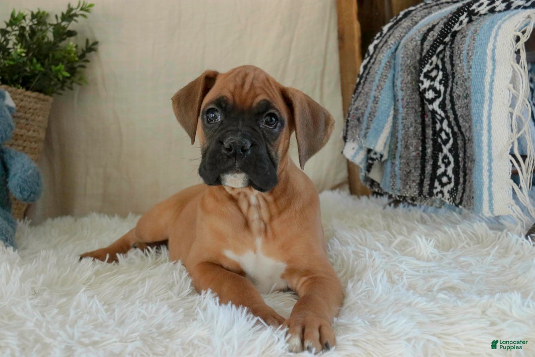 Boxer dogs for sale: Cleo - Ad 9