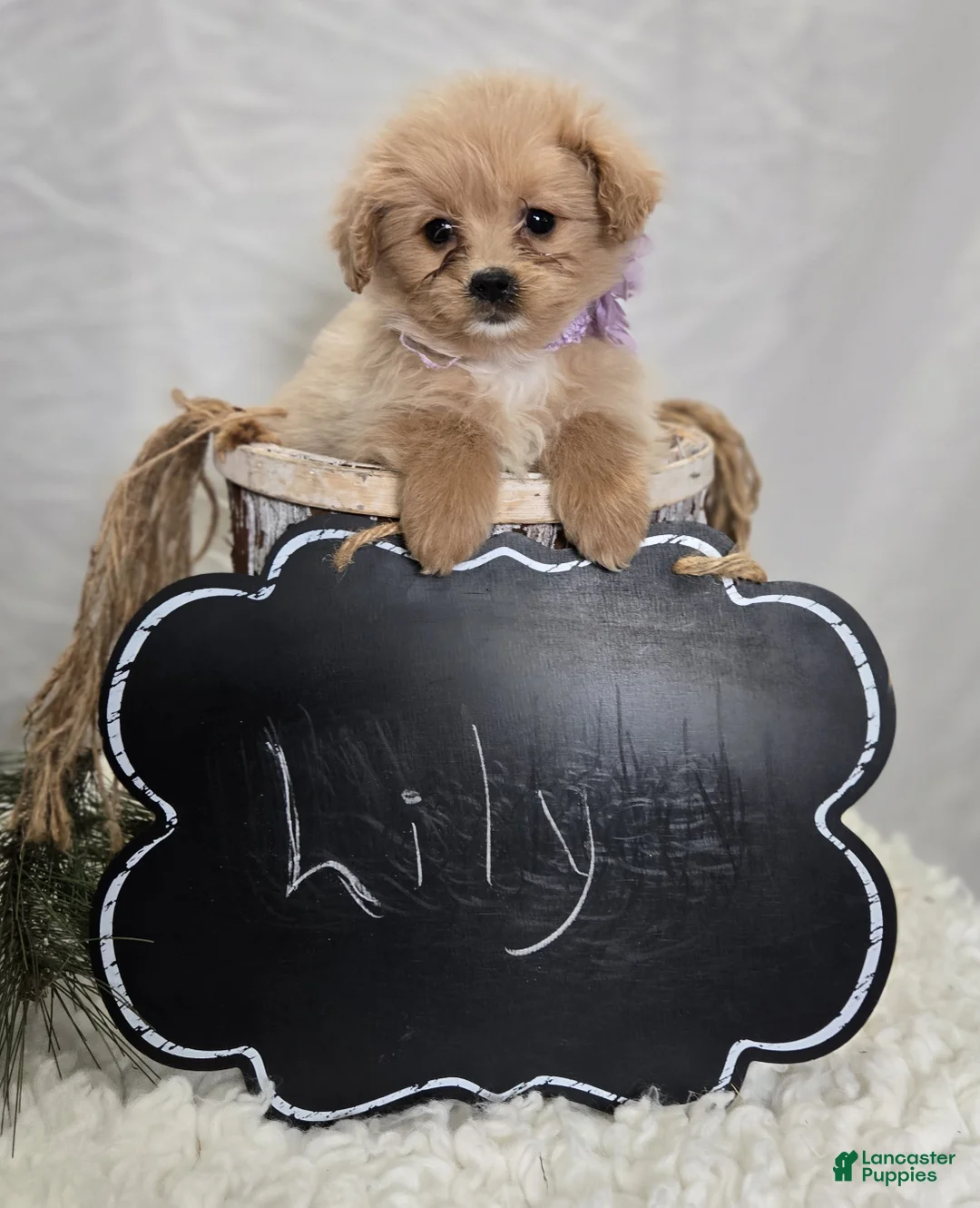 Pomapoo dogs for sale: Lily - Ad 2