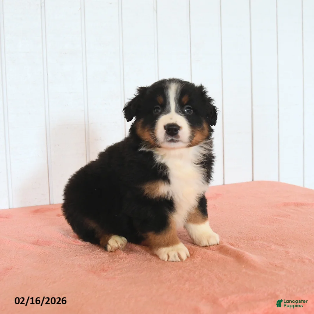 Australian Shepherd dogs for sale: Nash - Ad 3