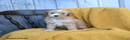 Goldendoodle dogs for sale: Queso - Ad 2