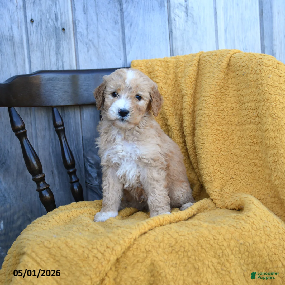 Goldendoodle dogs for sale: Queso - Ad 2